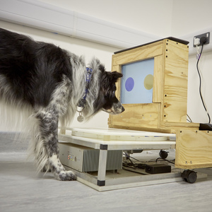 Dog research taking place in a lab