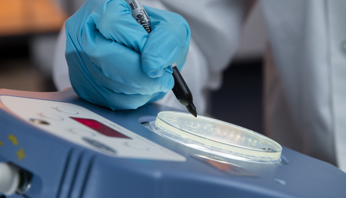 A microbiologist examining a sample