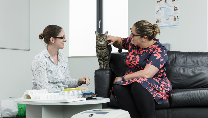 A cat being assessed at an animal behaviour clinic