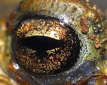 Close-up image of a frog's eye