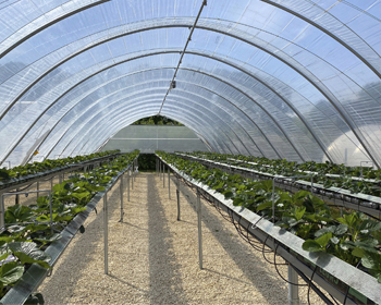 Inside a large greenhouse