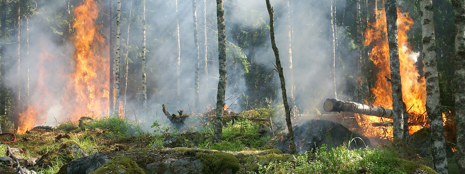 A forest fire with damaged trees and smoke