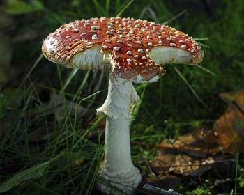 A mushroom growing in woodland