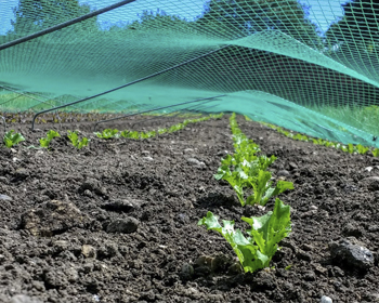 Soil and plants covered by netting