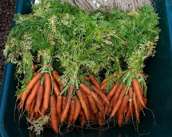 Bunches of carrots