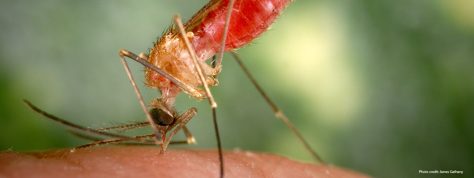 A mosquito biting skin