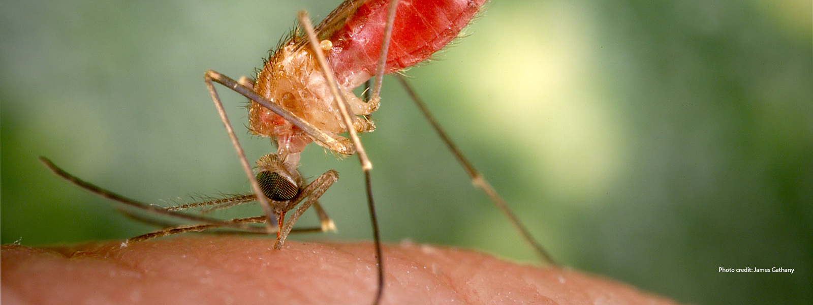A mosquito biting skin
