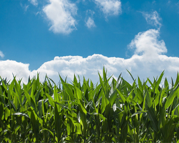 Blue sky and green fields