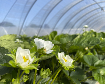 Strawberry flowers growing in a large greenhouse