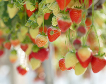 Strawberries growing on the vine