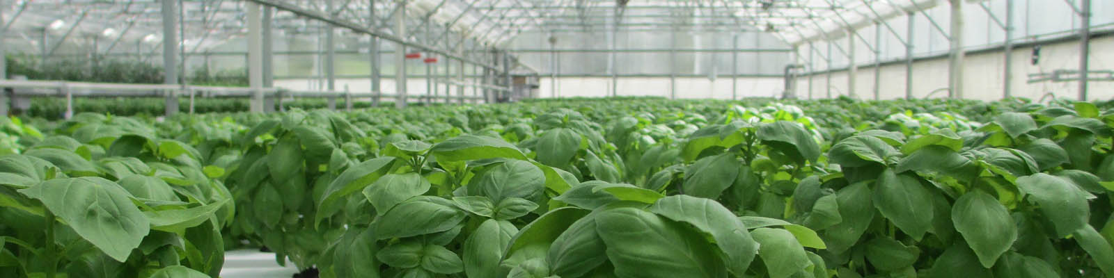 Greenhouse and plants