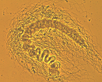 Microscopic image of an organism