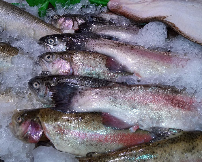 A selection of fish thawing on a slab
