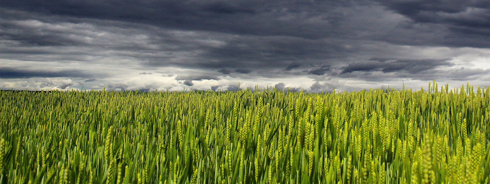 A wheat field with dark clouds overhead
