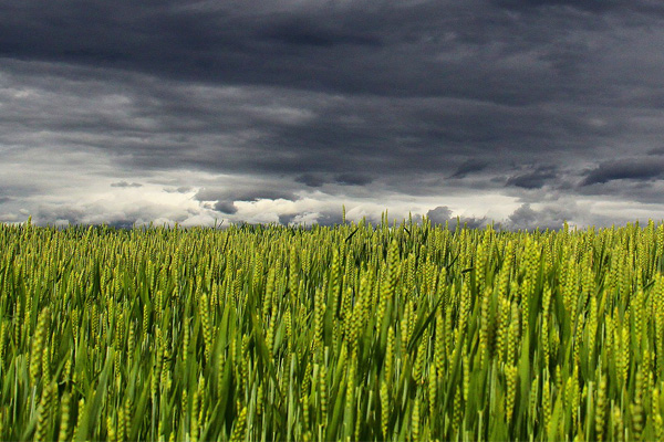 A wheat field with dark clouds overhead
