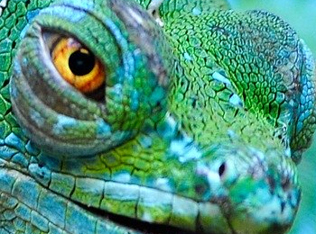 Close up of a lizard's head