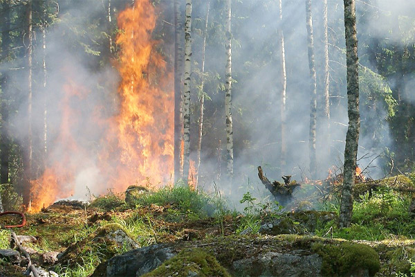 A forest fire