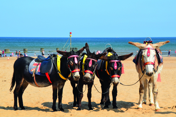 Donkeys on Skegness beach