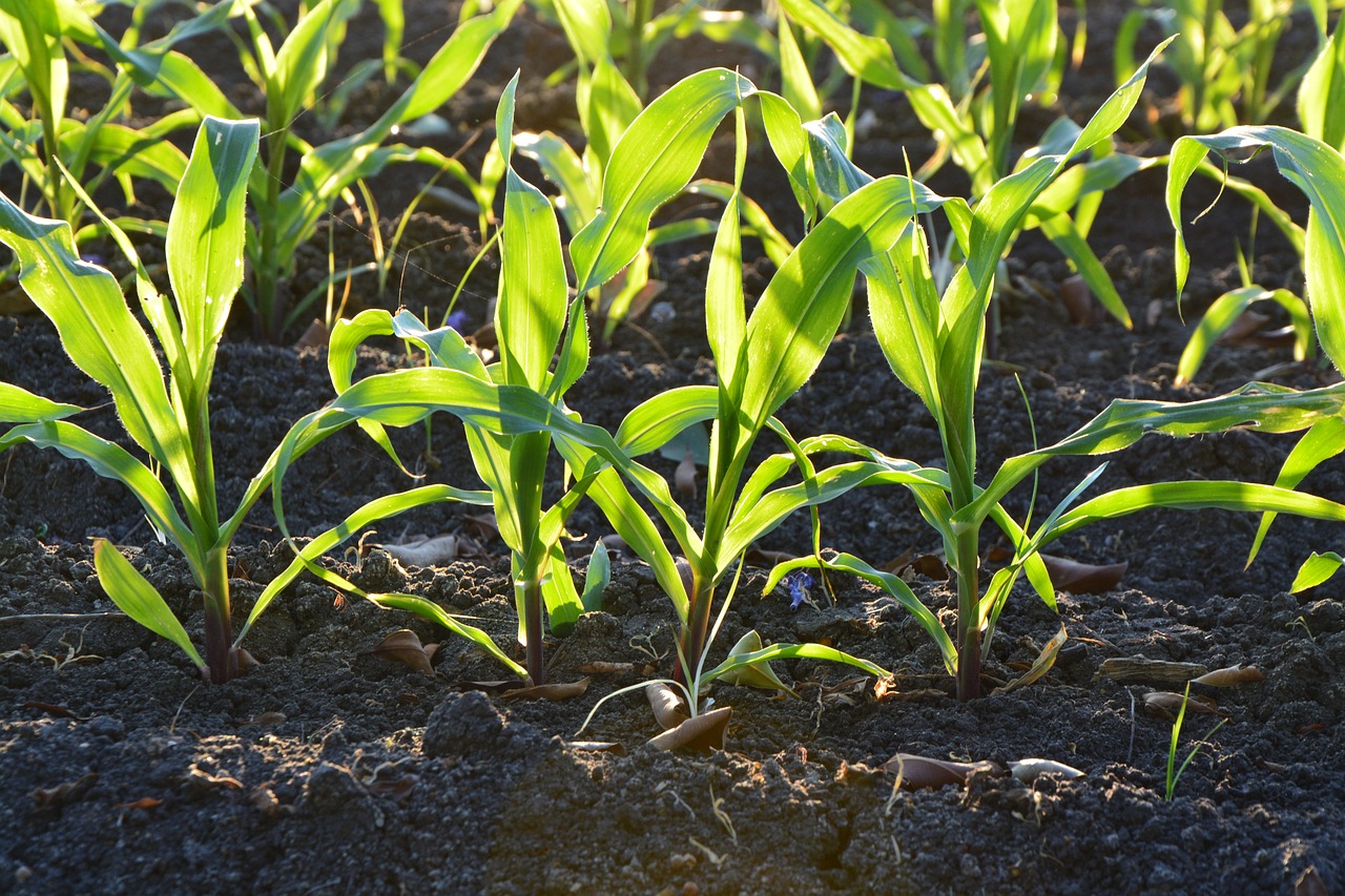 Corn in Soil